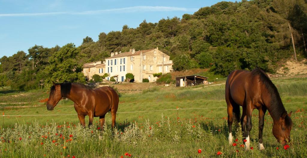 Domaine De Bertrandy Bed and Breakfast Allemagne-en-Provence Eksteriør billede